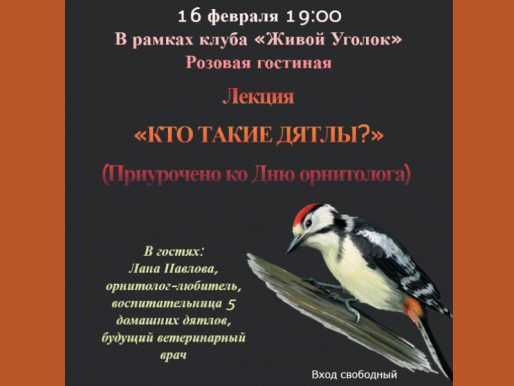 16 февраля 19:00. «Кто такие дятлы?». Лекция, приуроченная ко Дню орнитолога