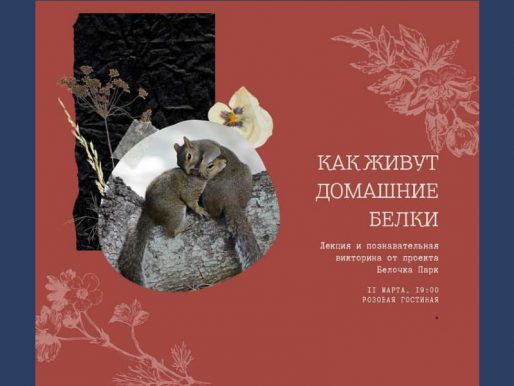 11 марта 19:00. «Как живут домашние белки?». Лекция от проекта Белочка-Парк в рамках клуба «Живой уголок».