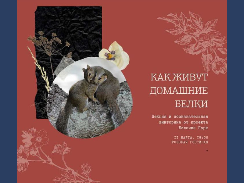 11 марта 19:00. «Как живут домашние белки?». Лекция от проекта Белочка-Парк в рамках клуба «Живой уголок».